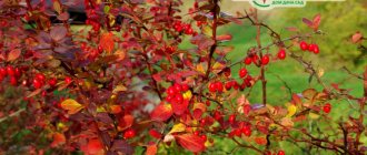 barberry