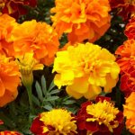 Marigold