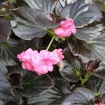 Begonia everblooming Begonia x semperflorens-cultorum