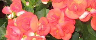 Begonia