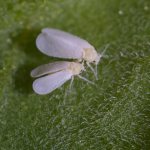 Whitefly