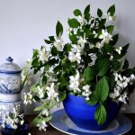 Белые цветки на комнатном жасмине в синем горшке