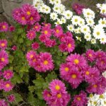 White and pink daisy chrysanthemums in the garden