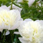 white peonies