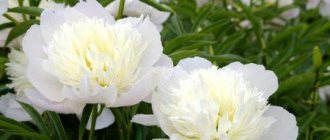 white peonies