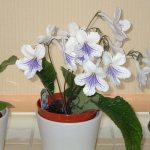 White streptocarpus. Photo: flickr.com/89509548@N00 