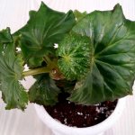 shiny leaves of begonia elatior