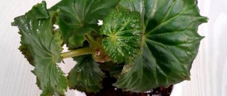 shiny leaves of begonia elatior