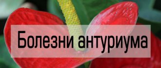 Anthurium diseases