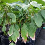 Houseplant diseases