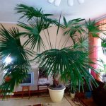 palm diseases at home