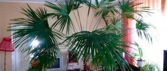 palm diseases at home