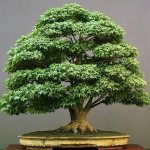 maple bonsai