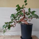 Bonsai in the interior