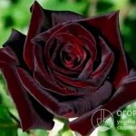 The British rose Black Prince, with its elegant, expressive flowers of shimmering dark color, deservedly bears its noble title.