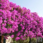 Bougainvillea in the middle zone - why not... yes!