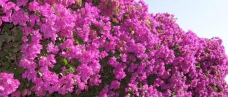 Bougainvillea in the middle zone - why not... yes!