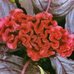 Comb celosia: description, varieties, planting and care, photo of flower beds