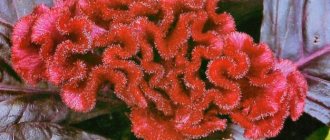 Comb celosia: description, varieties, planting and care, photo of flower beds