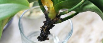 Most often, orchid roots are damaged as a result of putrefactive changes