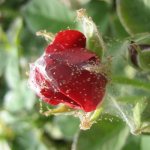 How to treat roses to combat spider mites