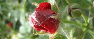 How to treat roses to combat spider mites