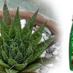 how to water aloe for growth