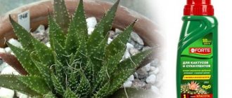 how to water aloe for growth