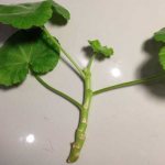 Geranium cuttings