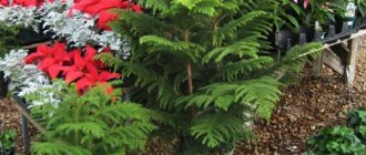 Four tips for successfully growing Araucaria