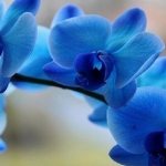 Pure blue or blue orchids are a product of artificial coloring. Such plants are highly susceptible to viral infections and other diseases. 