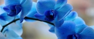 Pure blue or blue orchids are a product of artificial coloring. Such plants are highly susceptible to viral infections and other diseases. 