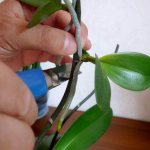 What to do if the orchid has produced a shoot on the stem