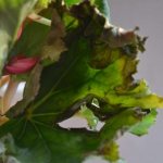 What to do if begonia leaves dry out - ways to solve the problem