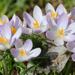 what to do with crocuses after flowering