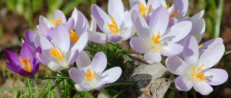 what to do with crocuses after flowering