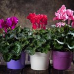 Cyclamen (70 photos): types and features of care