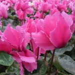 cyclamen persian