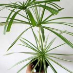 Cyperus care at home photo