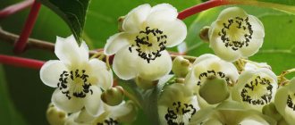 Flowering and fruiting