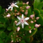 Crassula flowering