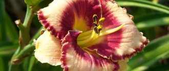 Daylily blossom