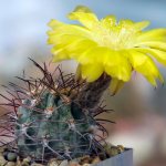 Small cactus blooming