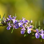 Rosemary blossom