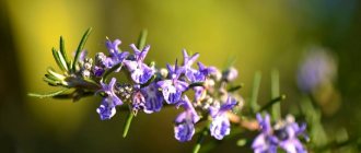 Rosemary blossom