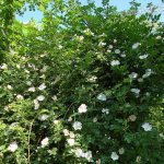 Rosehip blossom