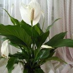 Spathiphyllum blooms in good conditions