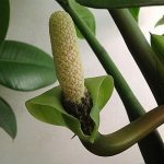 Zamioculcas blooms