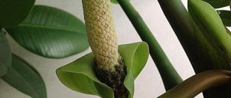 Zamioculcas blooms