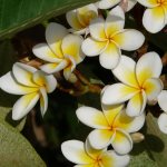 ficus flowers